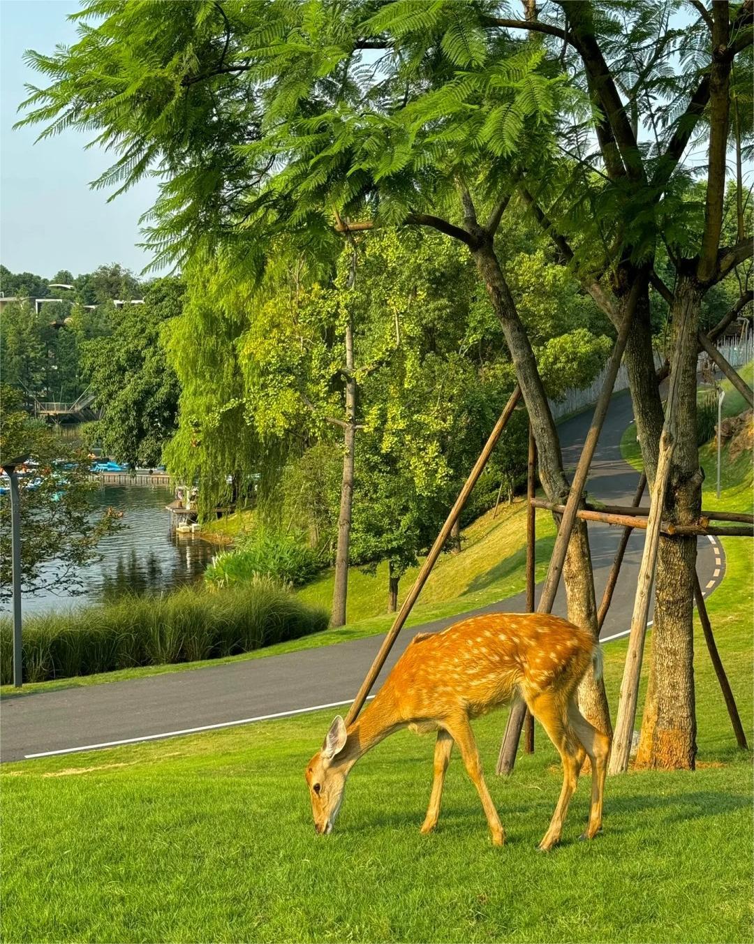 Chengdu parks