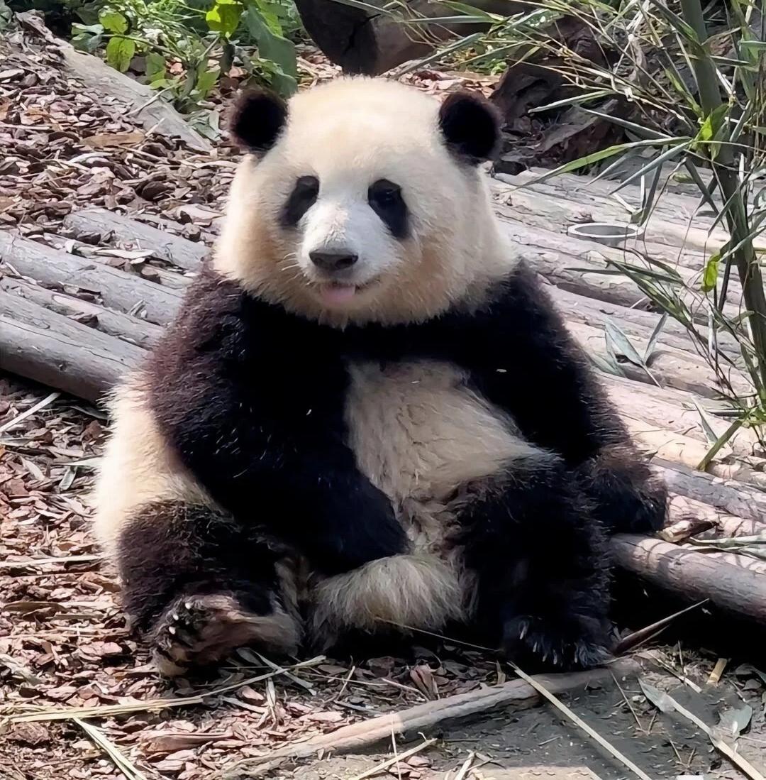 1566