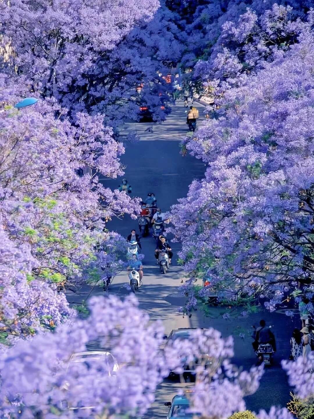 蓝花楹💐｜属于昆明春天的紫色的浪漫_1_小溪_来自小红书网页版 (1)