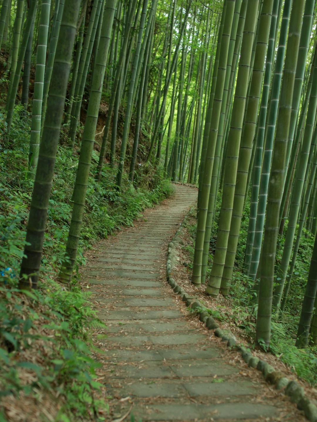 成都1h_不费腿！夏天不晒太阳的竹林秘境！_1_Lian 菇凉遛娃咯_来自小红书网页版