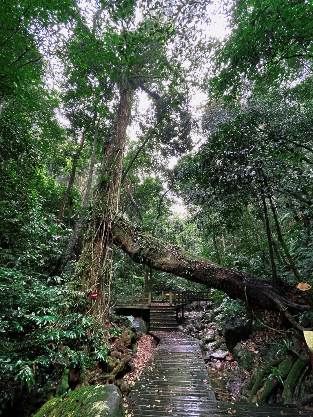 海南热带雨林国家公园（五指山景区）爬山攻略_3_Seth_来自小红书网页版