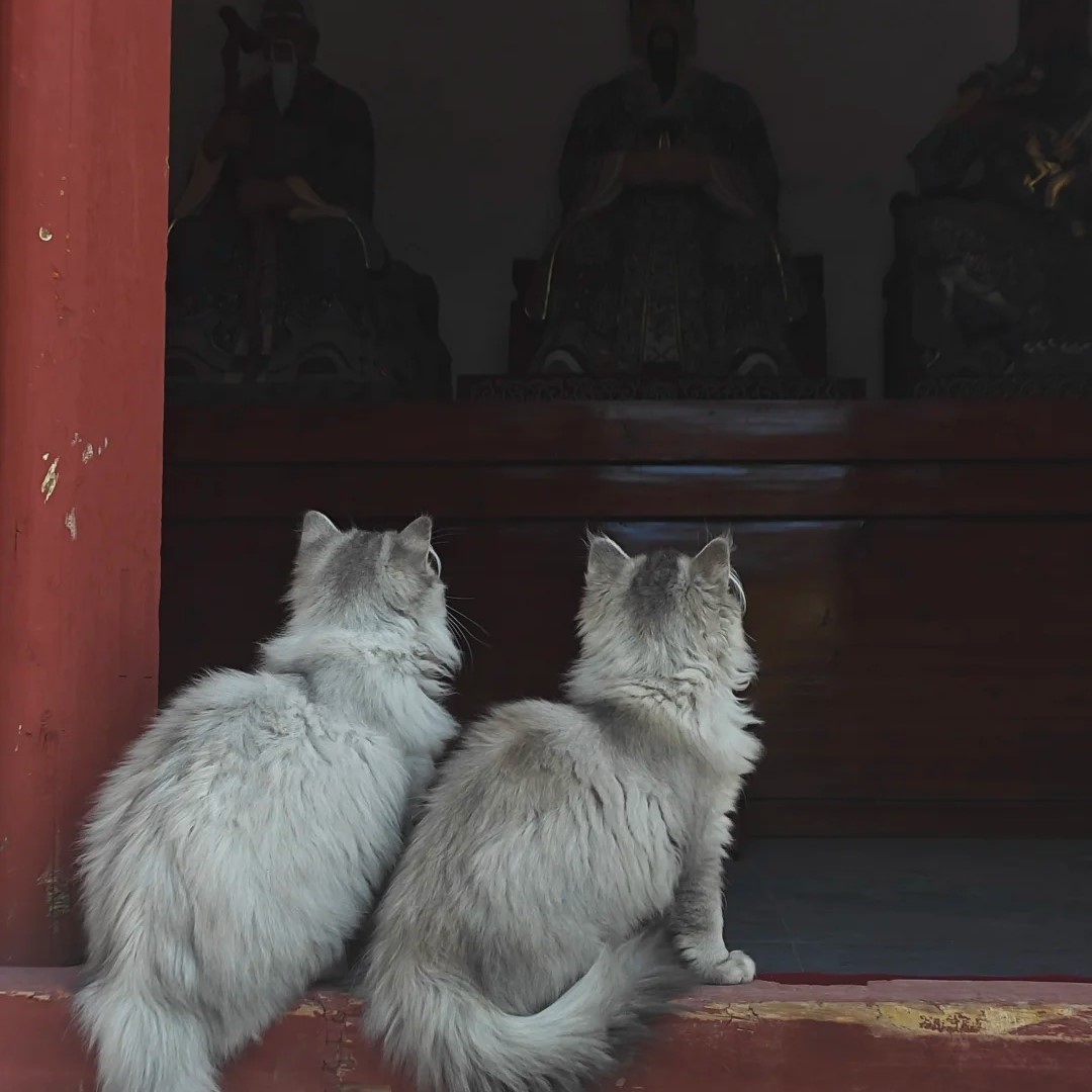 五台山是一个巨大的猫咖_3_能吃两碗饭_来自小红书网页版