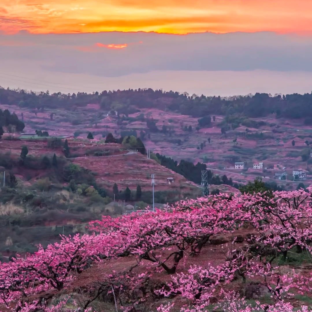 成都！！龙泉山！！！赏花🌸踏春！（土著攻略_1_In Clouds云崖山景餐厅_来自小红书网页版