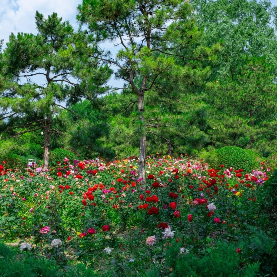 北坞公园｜北京小江南，夏日避暑胜地👍_11_小🐑爱溜达～_来自小红书网页版